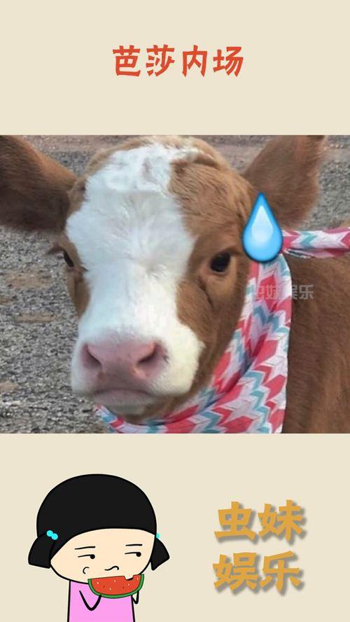 娱乐吃瓜酱的贴纸图片,揭秘娱乐圈那些不为人知的幕后故事 第1张 娱乐吃瓜酱的贴纸图片,揭秘娱乐圈那些不为人知的幕后故事 第1张