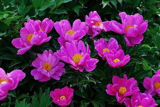 芍药在线观看,一场视觉与情感的盛宴  第1张