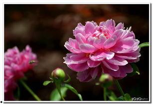 芍药在线观看,一场视觉与情感的盛宴  第3张