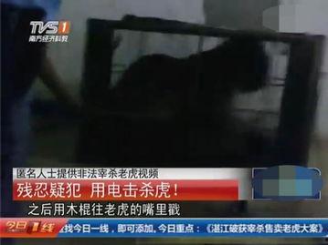 屠宰最新爆料视频,屠宰场内幕惊人曝光！  第2张